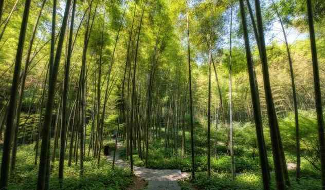 又一个年轻的影视拍摄基地，重庆百里竹海，您了解多少？