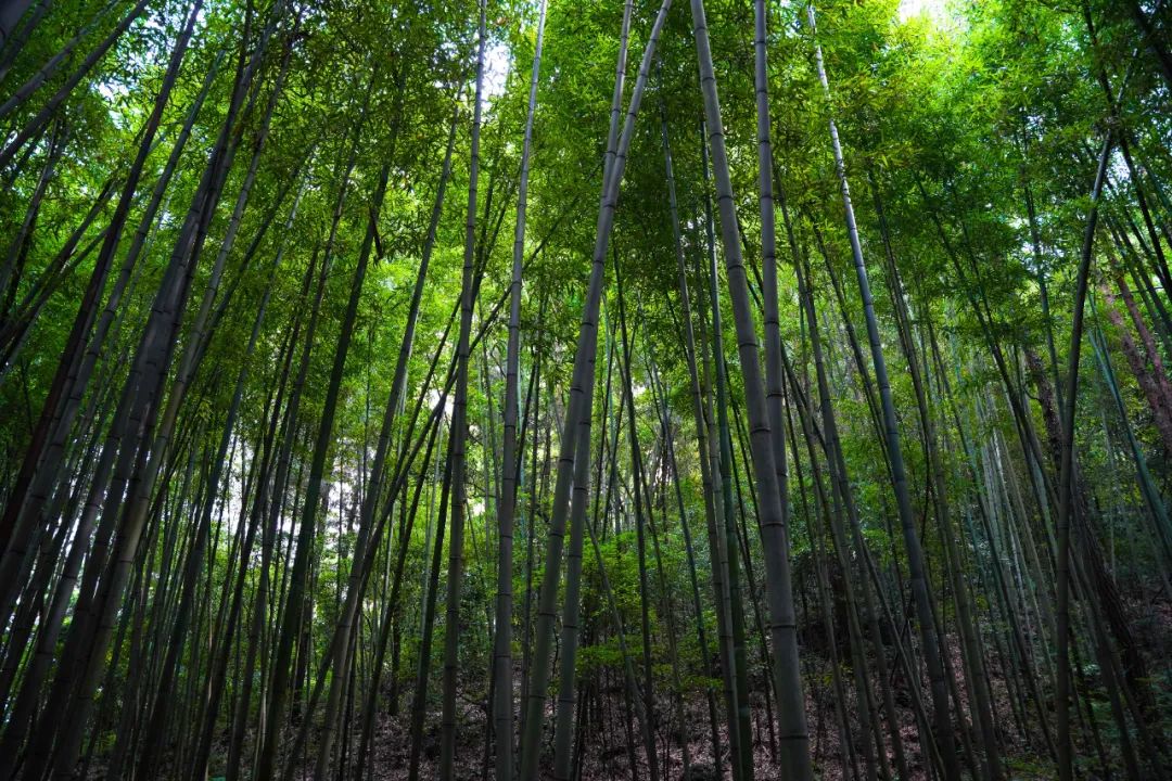 川渝一家亲，梁平免费游，还有门票买一送一等福利！